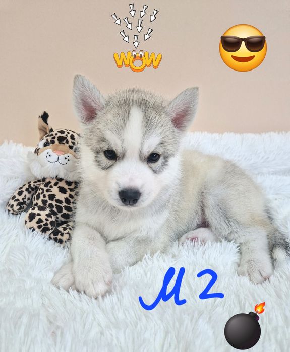 Самые классные малыши от Чемпионов!