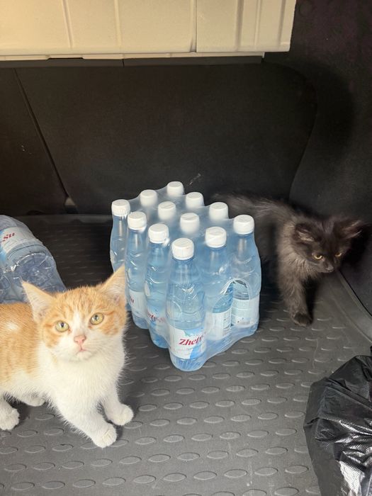 Отдам котенков в хорошие руки