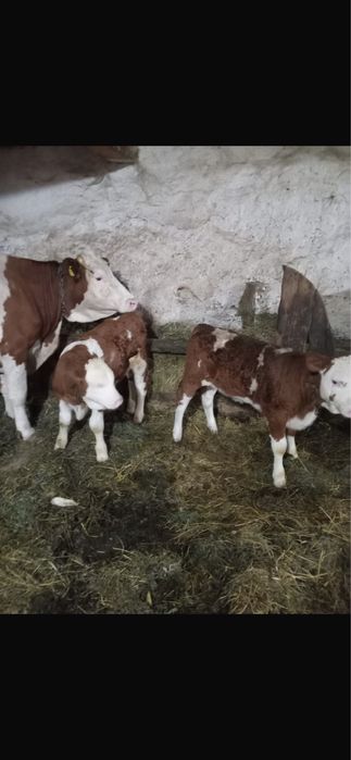 Vand vitel tanar de 2 luni