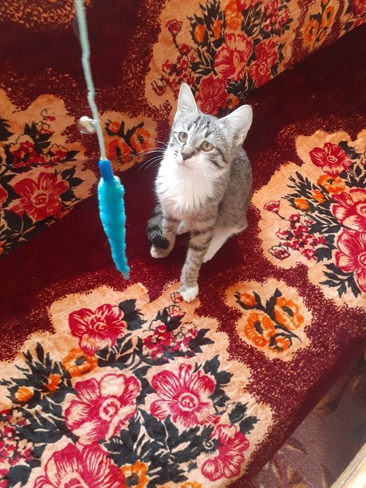 Котята домашние добрые