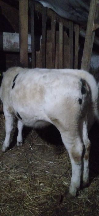 Vițea bună de Vînzare