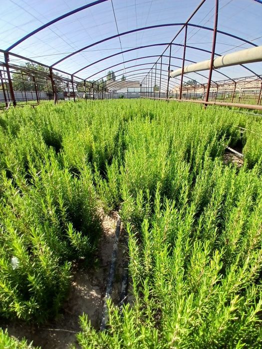 Продаётся Розмарин 1 кг = 40 000