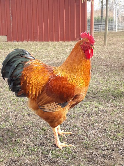 Vând 10 cocoșei rasa New Hampshire  foarte frumoși din anul acesta