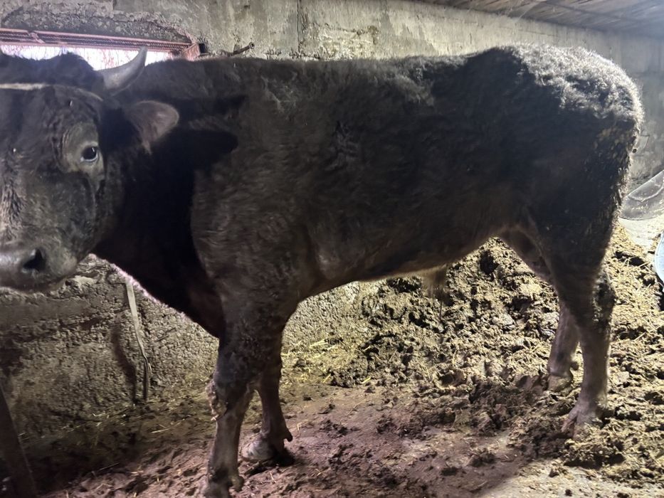 Бычка продам мясной