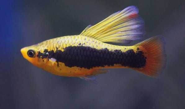 Пециллия высокоплавничная в Аква Зоо салоне " Посейдон"!