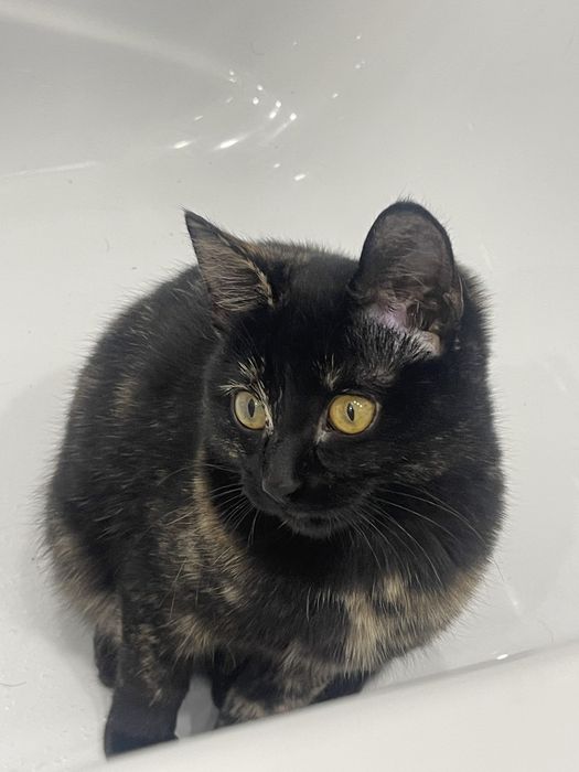 Ищем добрых хозяев