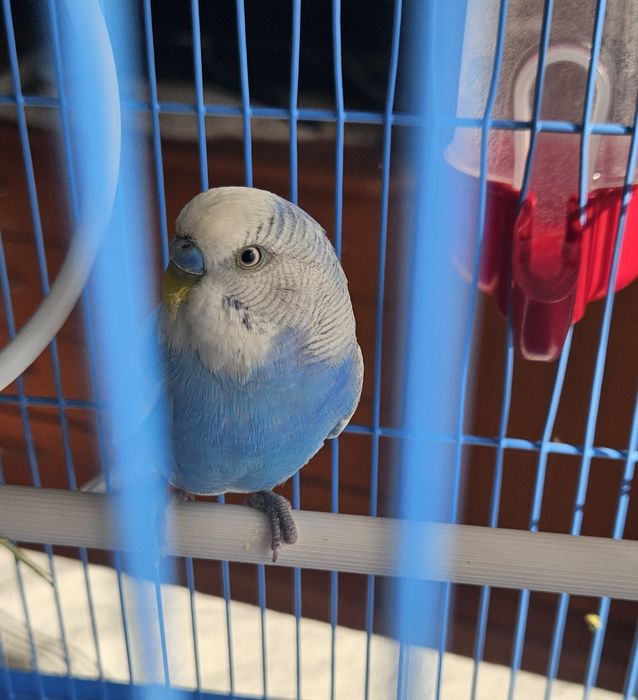 Perusi budgie pereche