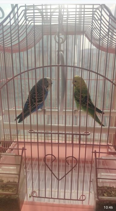 Гарантия 2 шт 10000 тг 1 шт 5000 тг