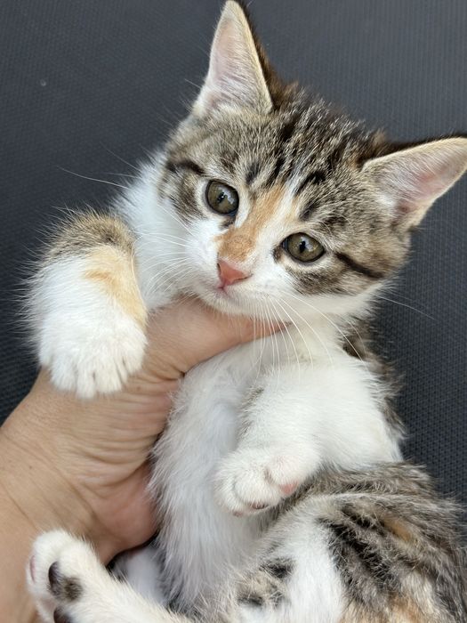 Котенок девочка от Скотиш фолд,Бесплатно,домашний, на лоток приучен