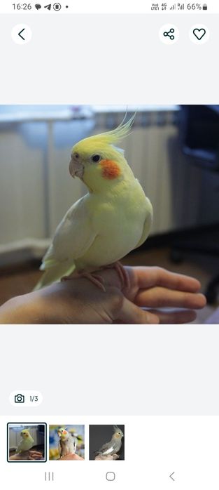 Кореллы ручные птенцы