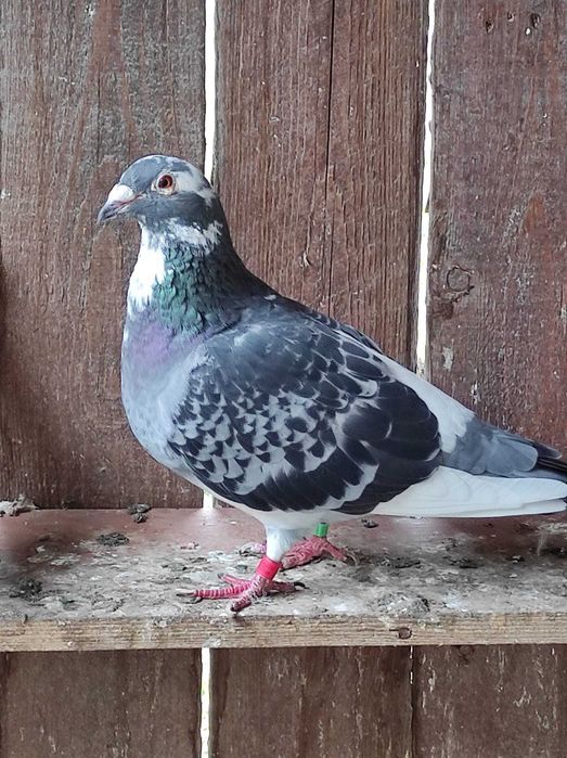 Vand  porumbei voiajori sport