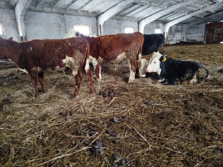 Телята с откорма