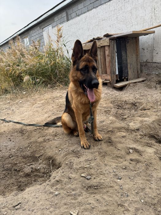 Вязка! Немецкая овчарка кобель- 1 год 8месяцев
