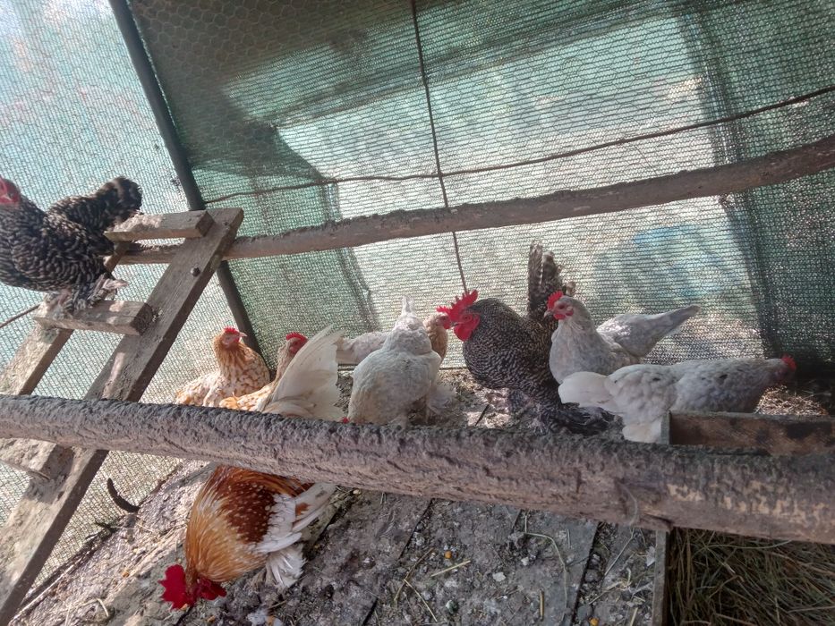 De vanzare Chabo. Mi de flor si strumschi