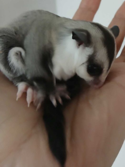 захарна катеричка, торбеста летяша катерица