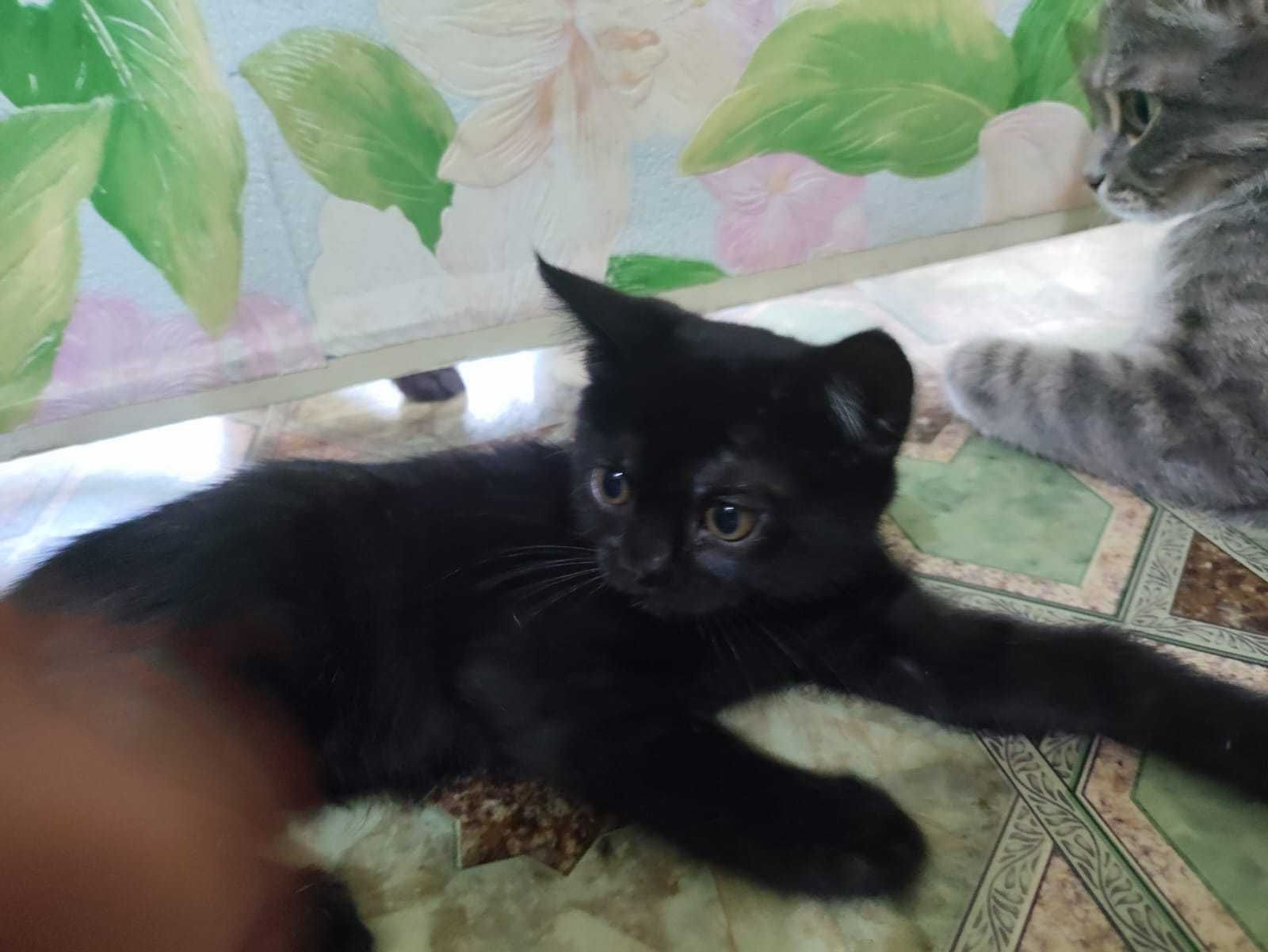 Котёнок родилась 9 мая