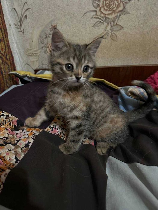 Отдам котят девочки