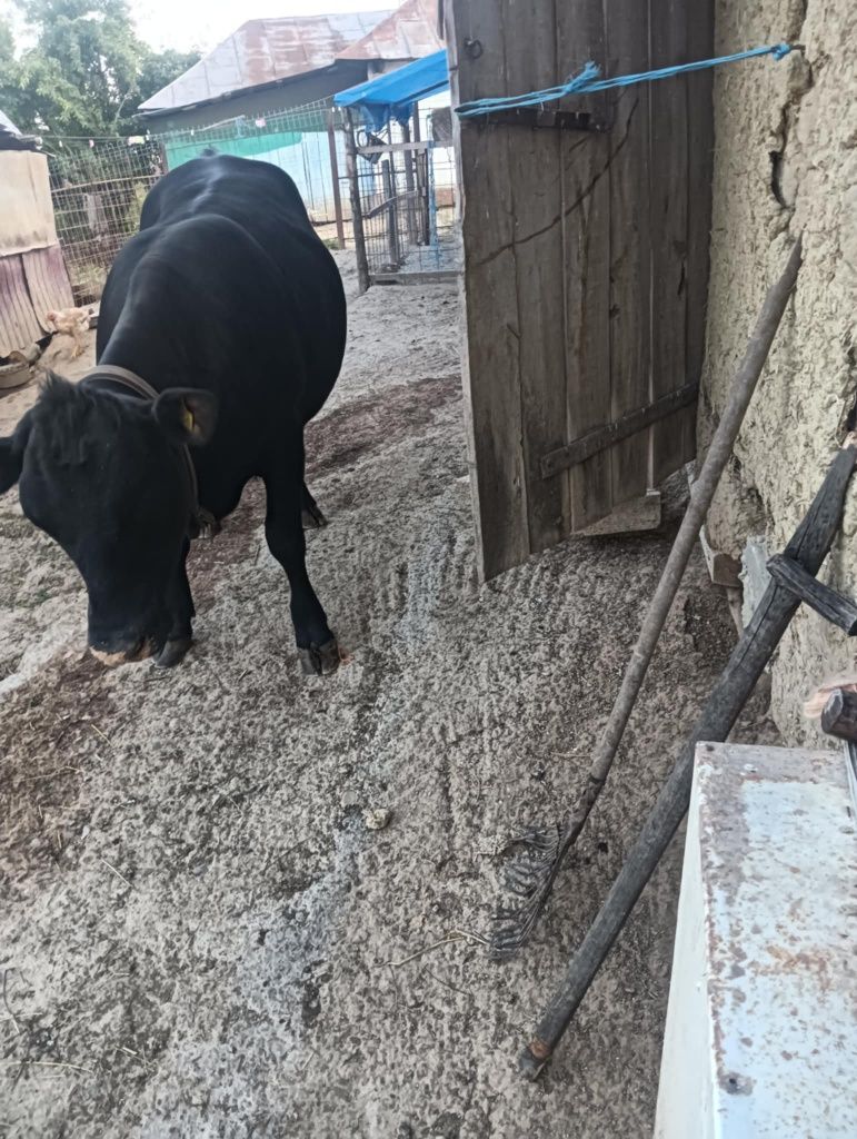 Vaca de vanzare .