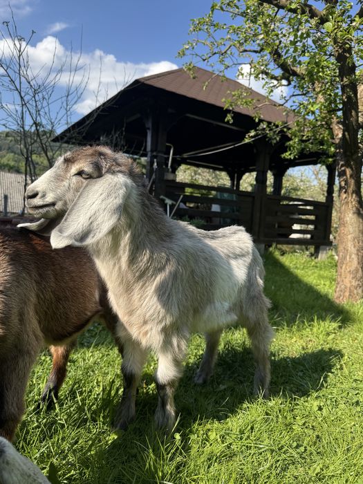 Țapi anglonubiebi, cauți genetic 1,5 luni.