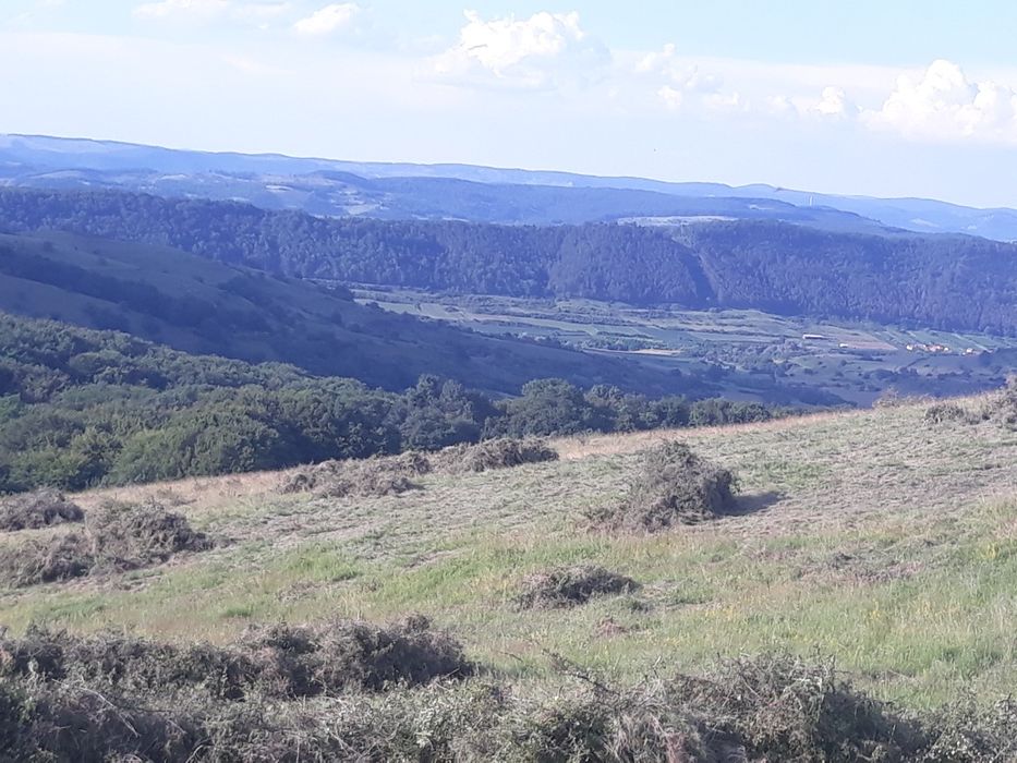 curatare și întreținere pasuni