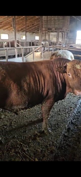 Disponibili in stoc 80 de vitei