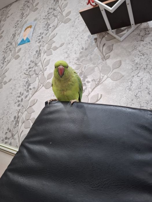 Продаётся попугай