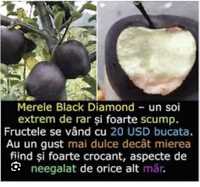 Măr black Diamond ( columnar , pitic și de vigoare mare )