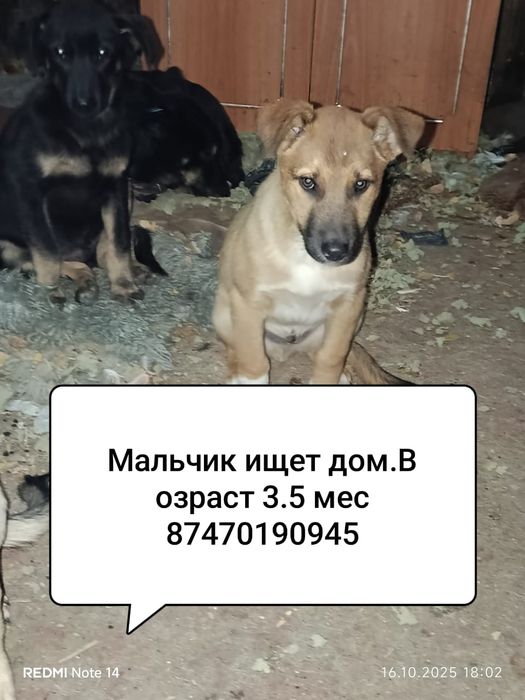 Собачки ищут дом!