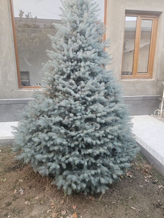 Голубое ель ёлка