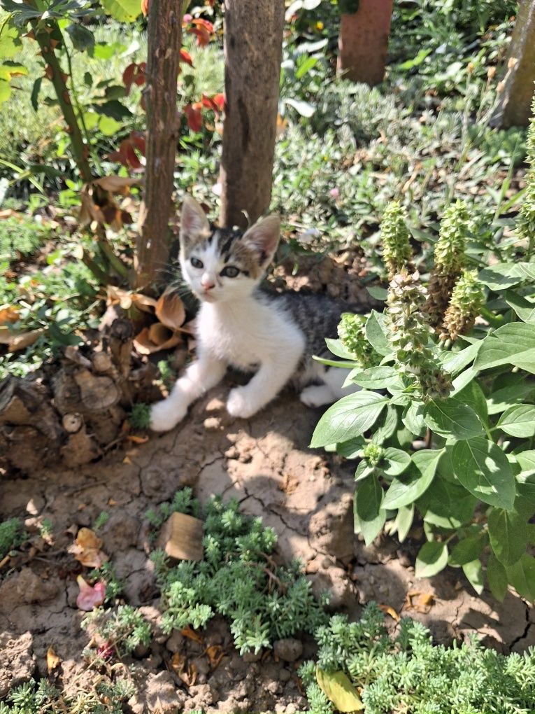Подарявам котета