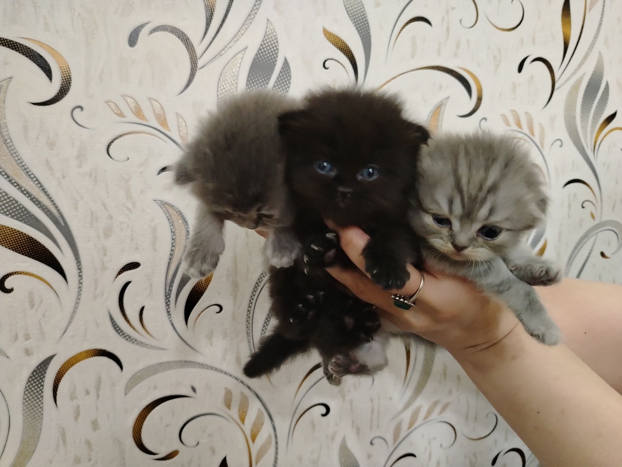 Скотиш Фолд мушукчалари