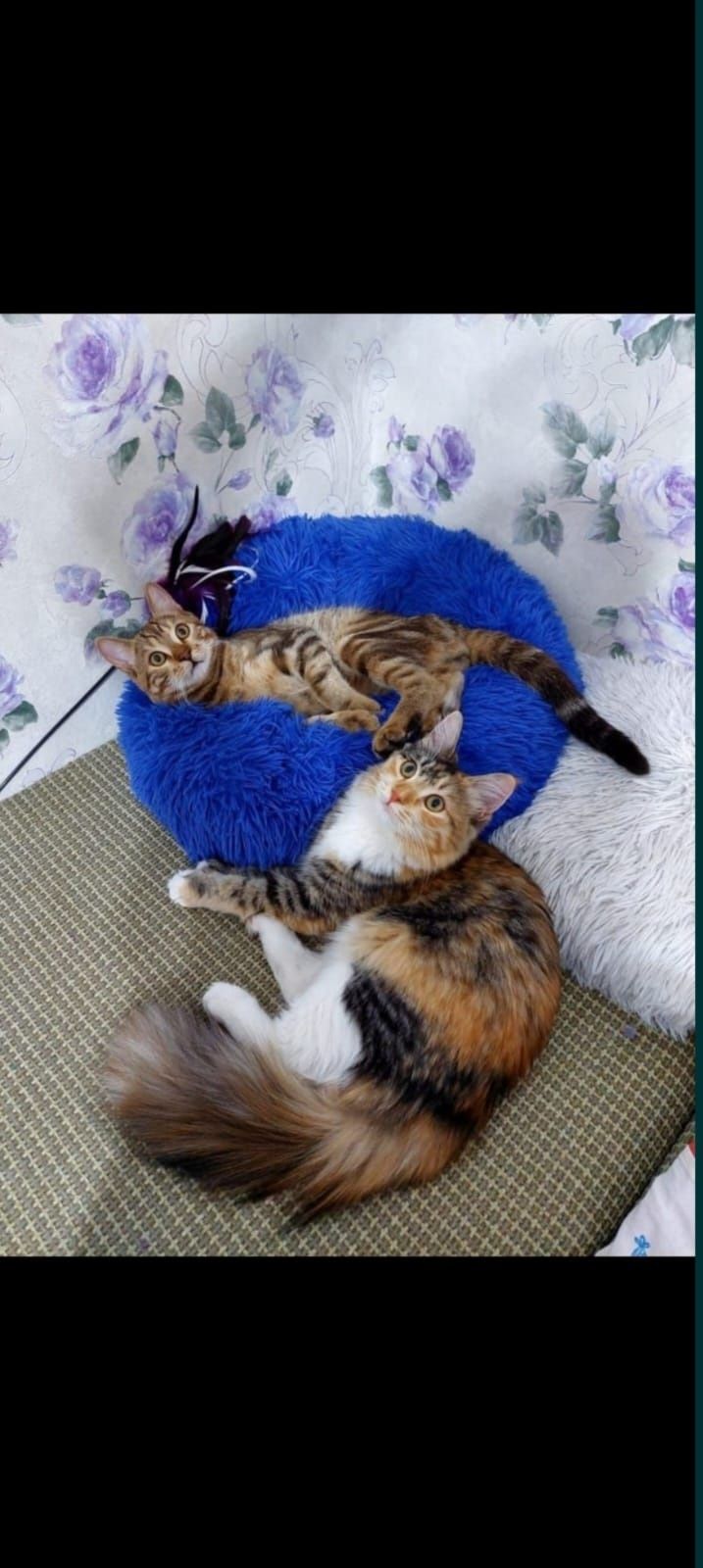 Подарю милых котят