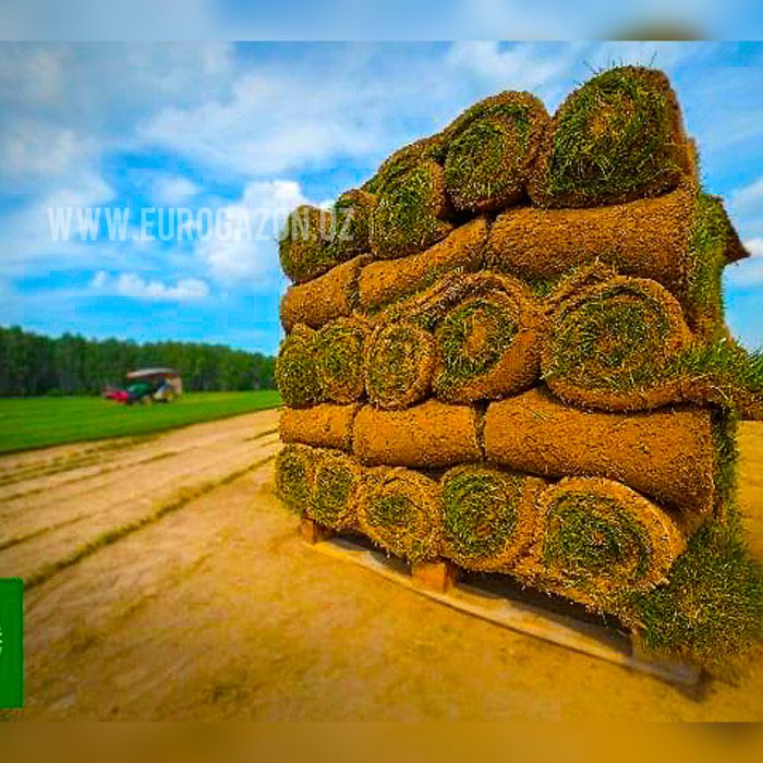 landshaft qilish toshkent | Gazon ekish xizmati