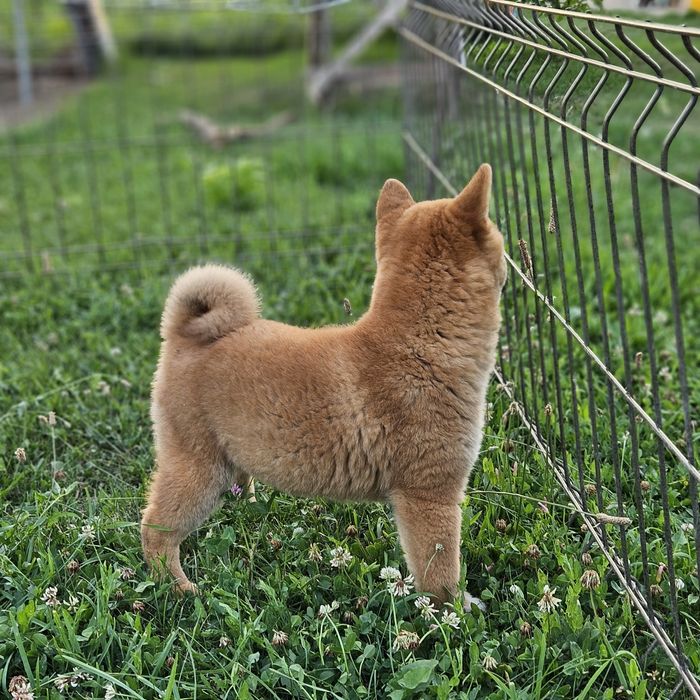 Baiat Shiba inu Pedigree