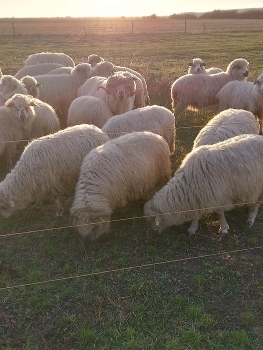 Oi țurcane de vânzare