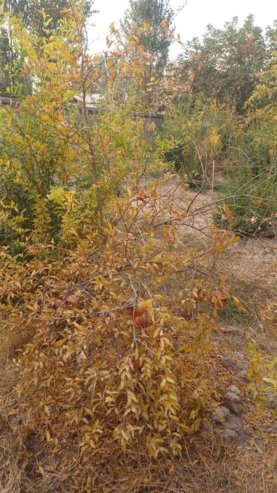 Келес санатория 2.7сотих ер