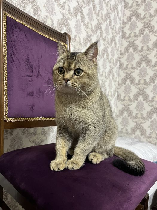 Вязка кота с кошечкой