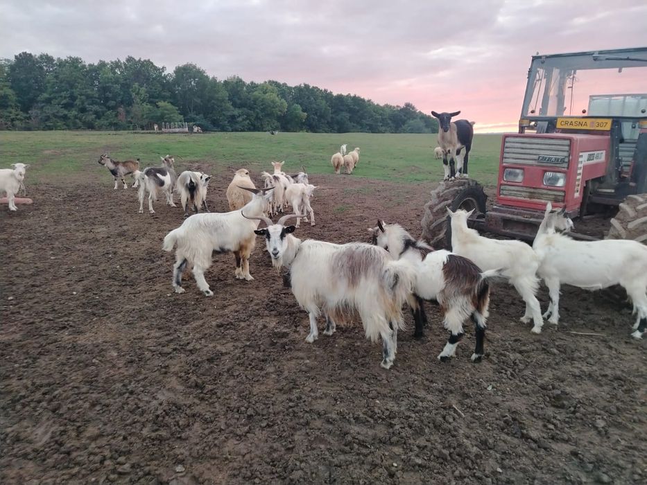 Vând  12 capre !