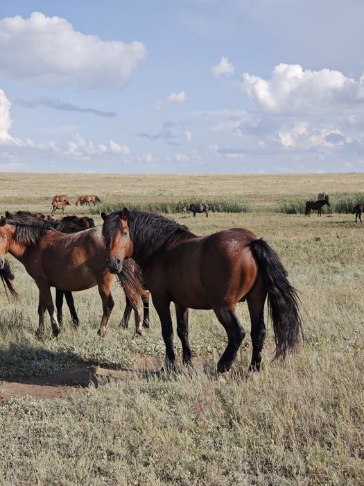 Айгыр жереец продаю