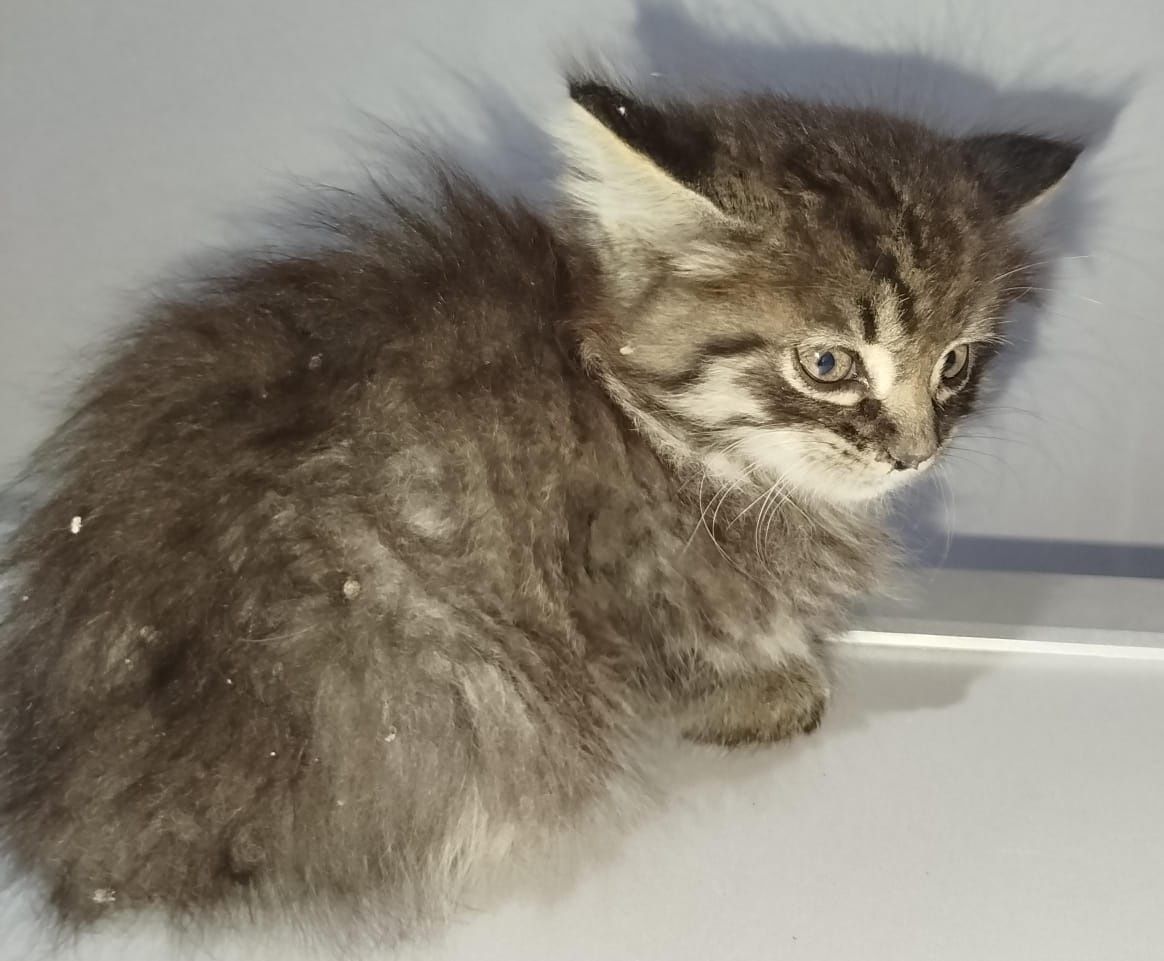 Котёнок мальчик ищет любящую семью