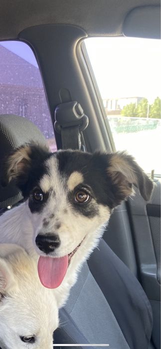 Отдам собаку в хорошие руки