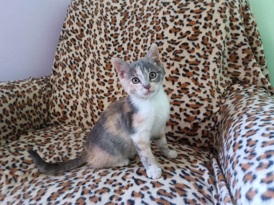 Подарявам женско коте