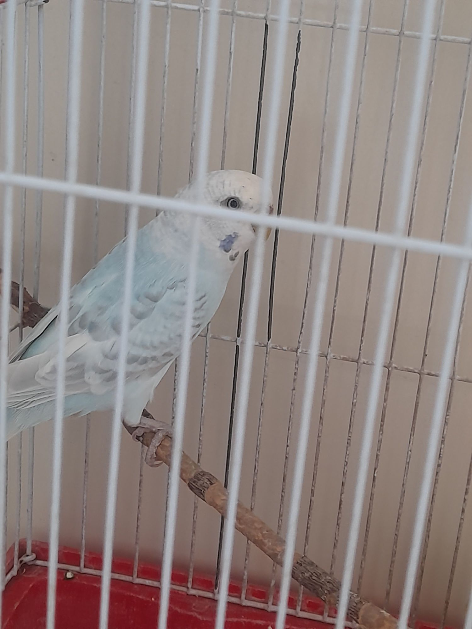Qushlar sotiladi