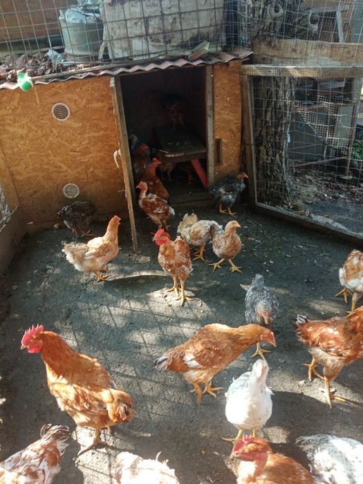 Pui de casă crescuți natural