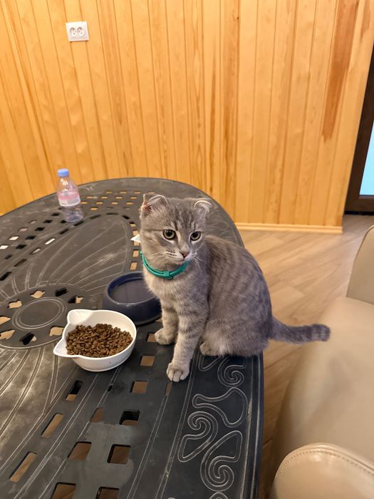 Нашел кошку серая