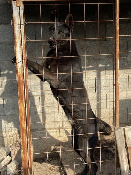 Продам овчарку восточно европейскую