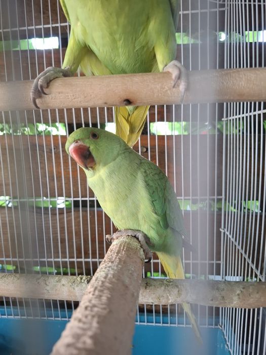 Puiuți de micul alexandru