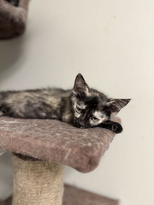 Солнечная кошечка Триша ищет свой дом!