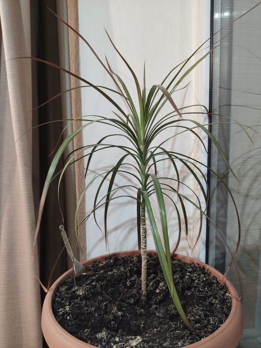 Пальма Драцена аа