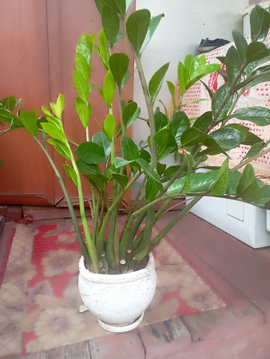 Замиокулькас  цветок